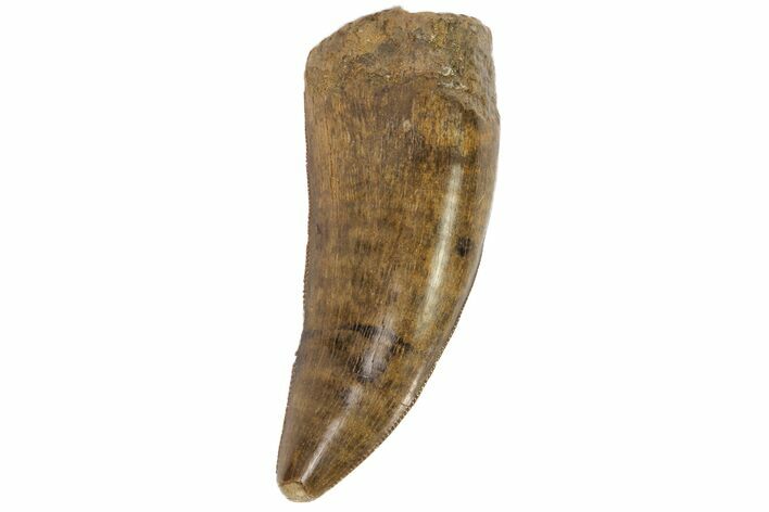 Serrated, Tyrannosaur (Nanotyrannus) Tooth - Montana #77378
